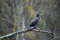 Phalacrocorax carbo