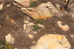 Hermannia aff-denudata