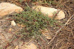 Hermannia aff-denudata