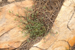 Hermannia aff-denudata