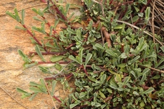 Hermannia aff-denudata