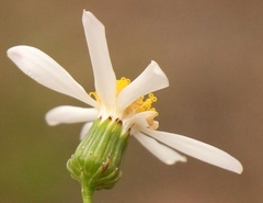 Phymaspermum leptophyllum
