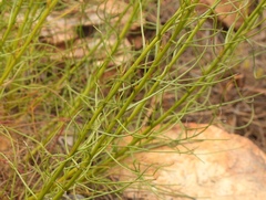 Phymaspermum leptophyllum