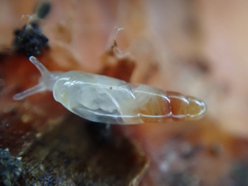Cecilioides acicula (O.F.Müller, 1774)