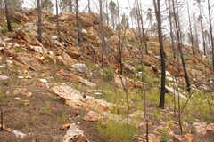 Phymaspermum leptophyllum