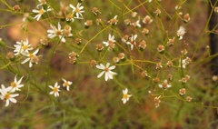 Phymaspermum leptophyllum