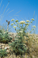 Seseli gummiferum