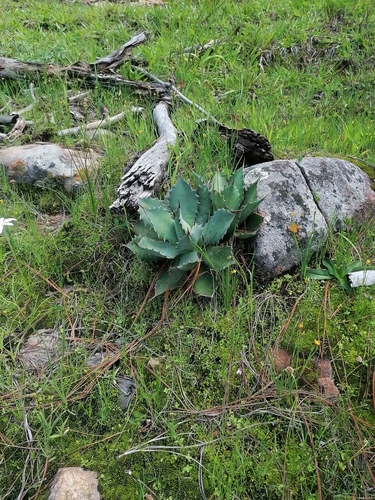 Agave inaequidens