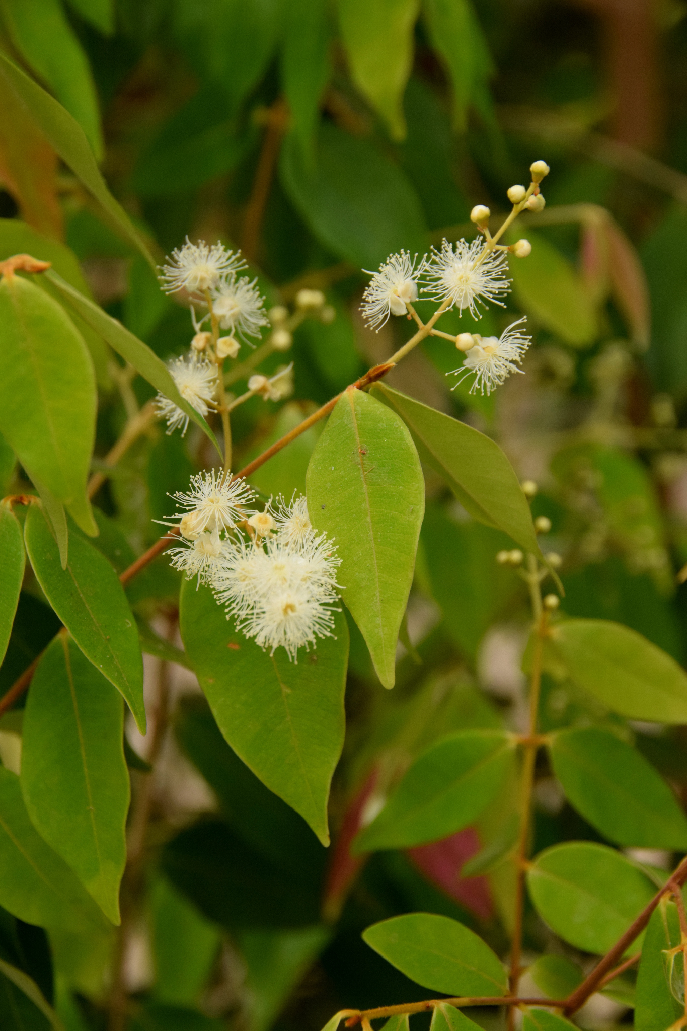 Myrcia splendens