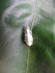 Compsus auricephalus