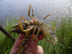 Pontastacus leptodactylus