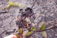 Kadua centranthoides