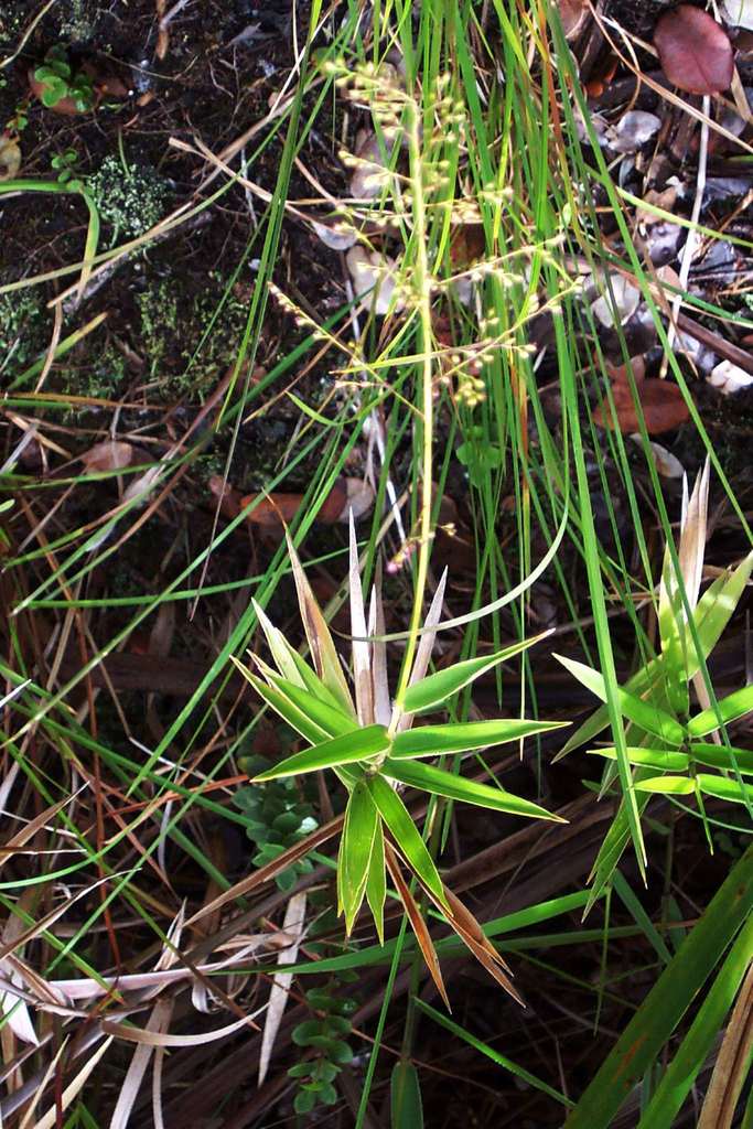 Dichanthelium hillebrandianum
