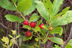 Vaccinium calycinum