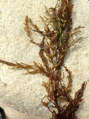 Sargassum horneri