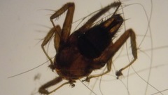 Nycteribiidae
