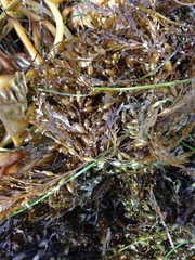 Sargassum horneri