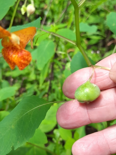 Jewelweed Gall Midge photo 5