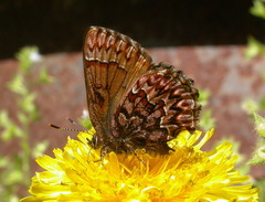 Callophrys eryphon