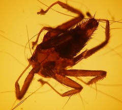 Nycteribiidae