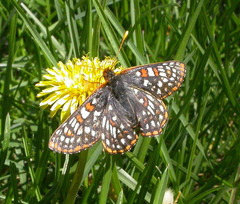 Euphydryas anicia bernadetta
