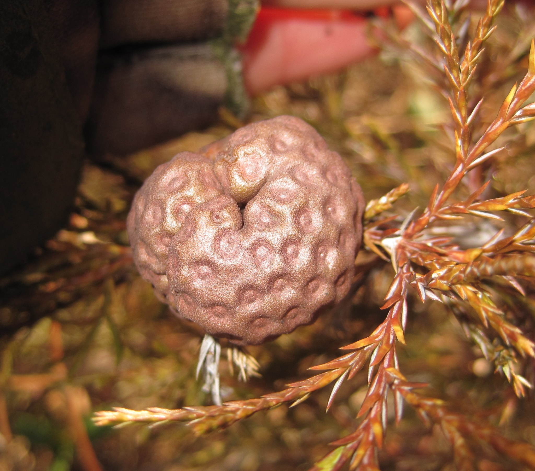 Gymnosporangium juniperi-virginianae image