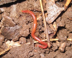 Strigamia bothriopus