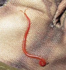 Strigamia bothriopus