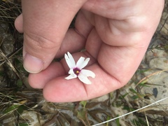 Pinguicula planifolia