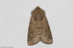 Orthosia annulimacula