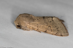 Orthosia annulimacula