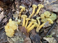 Leotia lubrica image