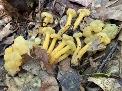 Leotia lubrica image
