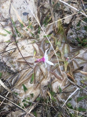 Pinguicula planifolia