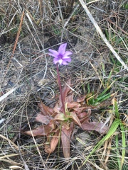 Pinguicula planifolia