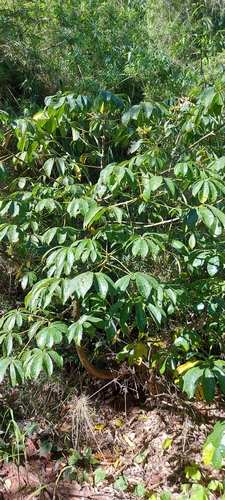 Image of Jacaratia spinosa by (c) Cecilia Fer Díaz, some rights reserved (CC BY)