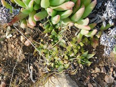 Haworthia mirabilis