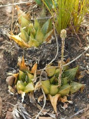 Haworthia mirabilis