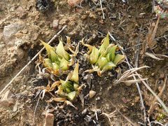 Haworthia mirabilis