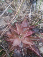 Pinguicula planifolia