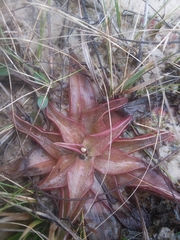 Pinguicula planifolia