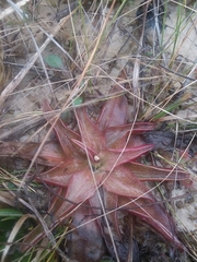 Pinguicula planifolia