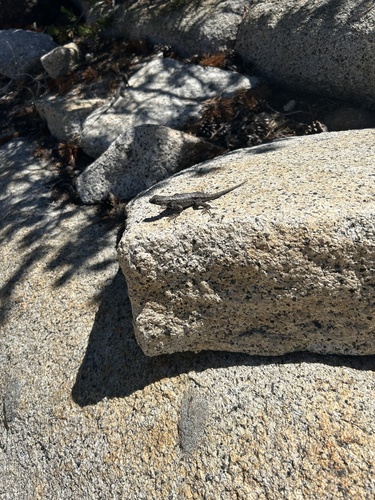 iNaturalist observation photo of Western Fence Lizard