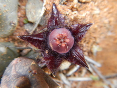 Duvalia elegans