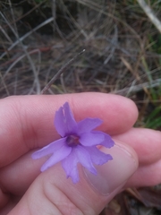 Pinguicula planifolia