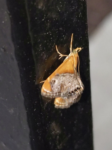 Sooty-winged Chalcoela Moth photo 4