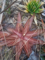 Pinguicula planifolia