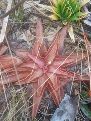 Pinguicula planifolia