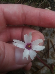 Pinguicula planifolia