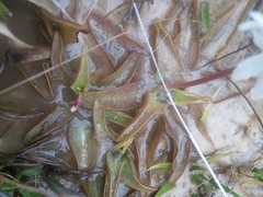 Pinguicula planifolia